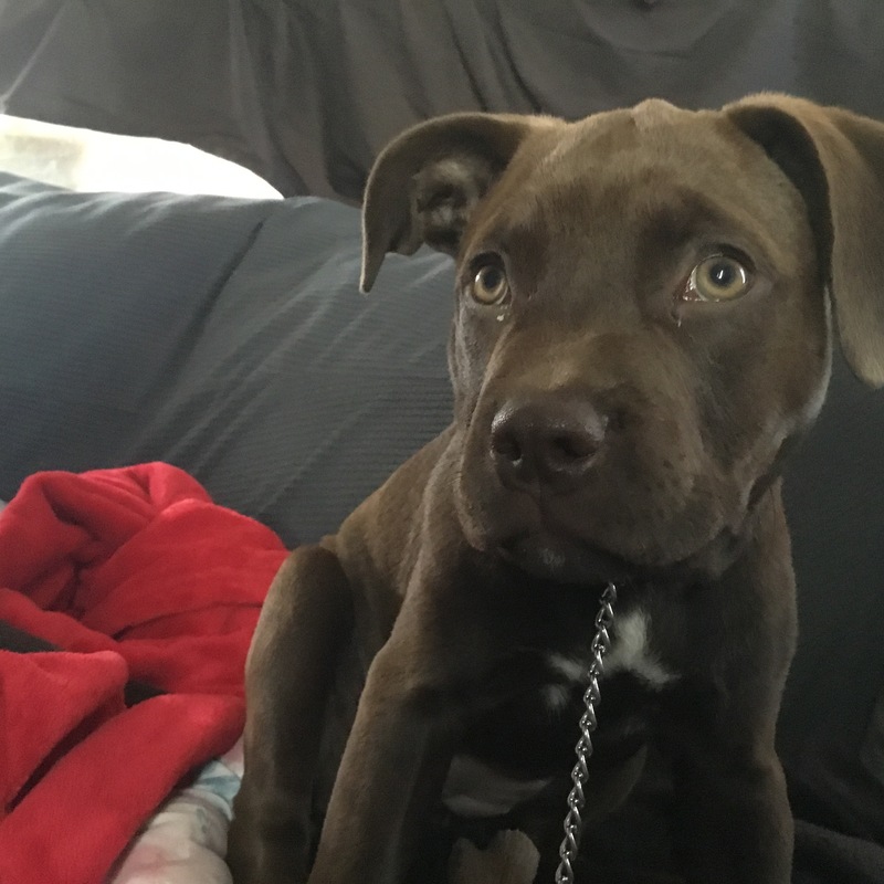 Alert Baby Bella